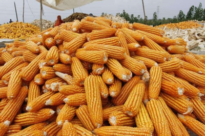 GACC မှတ်ပုံတင်ထားသည့်ကုမ္ပဏီများ နယ်စပ်မှတစ်ဆင့် တရုတ်သို့ ပြောင်းဖူးတင်ပို့နိုင်မည်