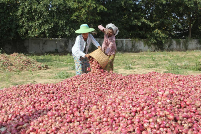 ကြက်သွန်စိုက်ပျိုးတောင်သူများ ကြက်သွန်ဈေးနှုန်းပြန်လည်တက်ရန် မျှော်လင့်နေ