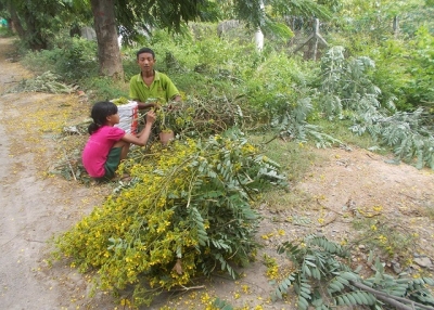 ရာသီပေါ် မယ်ဇလီဖူးချိုးသူများ အဆင်ပြေ
