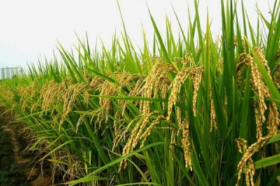တ႐ုတ္ေစ်းကြက္သို႔ စပါးတင္ပုိ႔ရန္ အ၀ယ္မ်ား၍ ျပည္တြင္းစပါးေစ်းေကာင္း