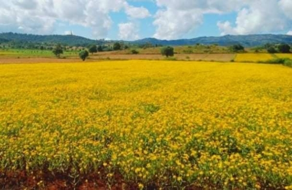 သီပေါနှင့် နောင်ချိုဒေသများမှ စတင်ထွက်ရှိလာသည့် ပန်းနှမ်းများ မန္တလေးဈေးကွက်သို့ အဖွင့်ဈေးကောင်းဖြင့် ဝင်ရောက်လာ