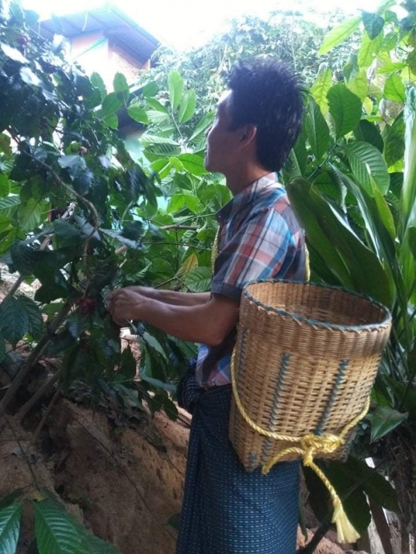 ကော်ဖီသီးနှံများ ရင့်မှည့်လာပြီဖြစ်၍ဒေသခံများ စတင်ခူးယူ