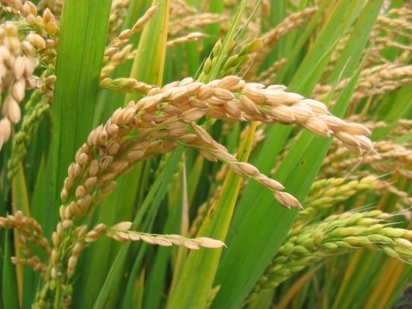 ျမန္မာ့ဆန္ ျပည္ပေစ်းကြက္ အေျပာင္းအလဲ ျဖစ္လာဟုဆို