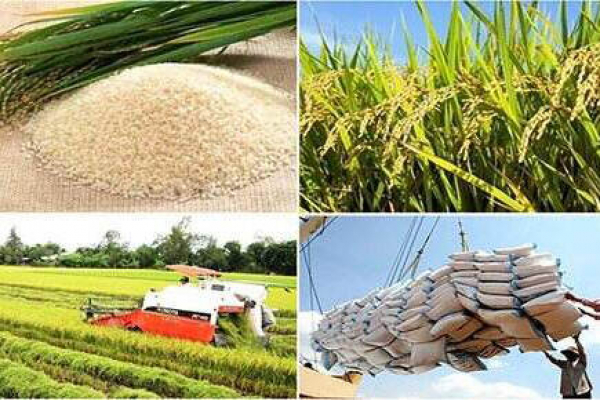 ထိုင်းဆန် ဗီယက်နမ်ဆန် အိန္ဒိယဆန် တစ်ပတ်တာ ဈေးနှုန်းအခြေအနေများ