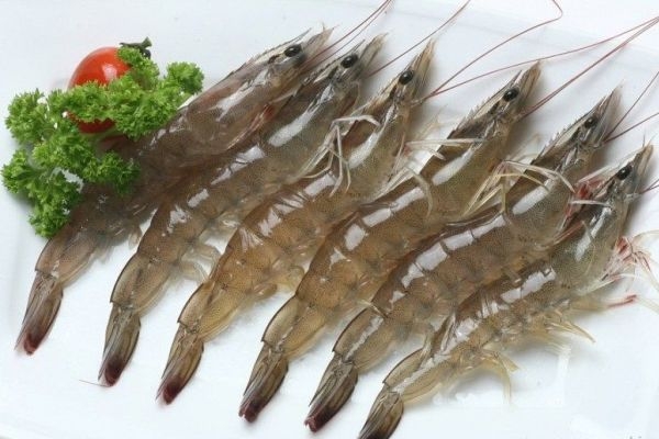 ငါးပုစြန္အစာကုန္ၾကမ္းေစ်း သႀကၤန္မတိုင္မီအထိ ေစ်းႏႈန္းျမင့္တက္ႏိုင္