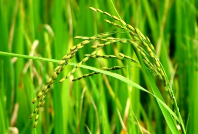 ဆန္အသစ္ေပၚခ်ိန္ မတိုင္ခင္အထိ ဆန္ေဈးတက္ႏိုင္