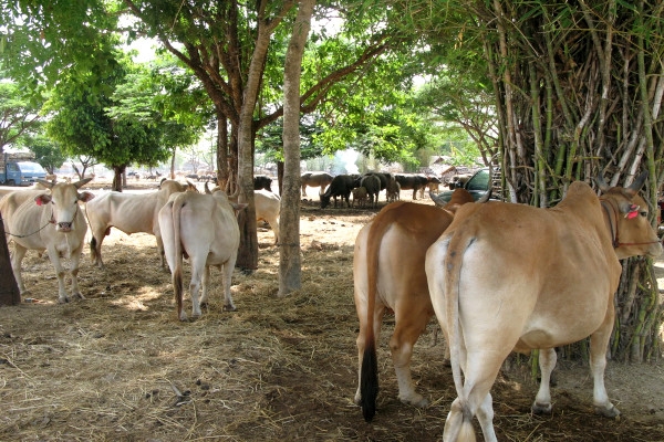 တ႐ုတ္ႏိုင္ငံသုိ႕ ကြၽဲ ႏြားတင္ပို႕မႈမွ အေမရိကန္ေဒၚလာ သန္း ၁၅ဝ ရရွိထား