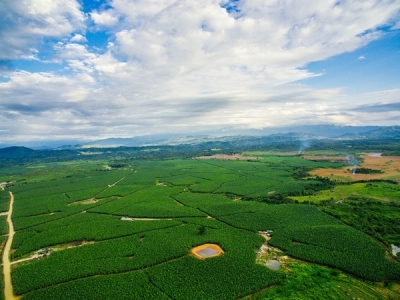 ကချင်ပြည်နယ်မှ တရုတ်ကုမ္ပဏီများ၏ ငှက်ပျောခင်းများ