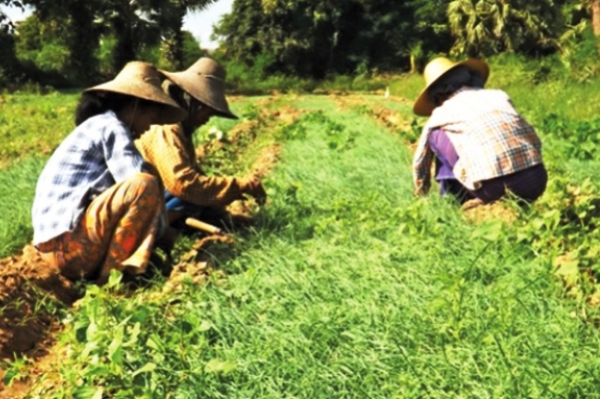 မတ္ပဲေစ်းႏႈန္းက်ဆင္းမႈေၾကာင့္ ၾကက္သြန္ကို အစားထိုးစိုက္ပ်ဳိးမႈမ်ားျပားလာ
