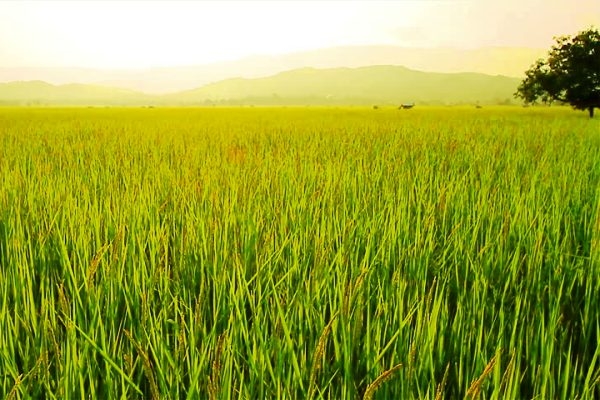 ႏုိ၀င္ဘာမုိးေၾကာင့္ ဆန္ေခ်ာစပါး ပ်က္စီးမႈမ်ား ႀကဳံေတြ႕