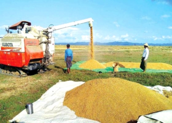အောက်တိုဘာလကုန်တွင် အစိုးရက အခြေခံဈေးနှုန်းဖြင့် စပါးဝယ်ယူပေးနိုင်ရန် စီစဉ်နေ