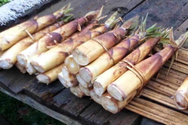 မိုင္းယုၿမိဳ႕တြင္ မိုးမခမွ်စ္ခါးစားသံုးသူမ်ားျပားလာသျဖင့္ ရွာေဖြေရာင္းခ်သူမ်ား အဆင္ေျပ