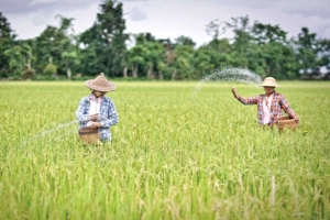 ေမာ္လၿမိဳင္ကြၽန္း ၿမိဳ႕နယ္၌ ေႏြစပါးဧက ၁၃ဝဝဝဝ ေက်ာ္ စိုက္ပ်ဳိးရန္ လ်ာထား