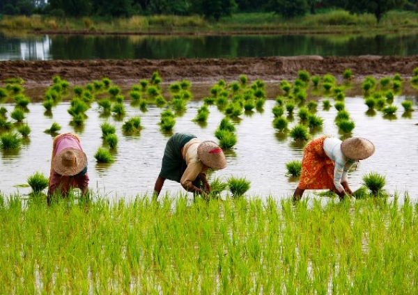 ျမန္မာ့အာမခံလုပ္ငန္းက ေတာင္သူလယ္သမား အသက္အာမခံဝန္ေဆာင္မႈ ေအာက္တိုဘာတြင္ စတင္မည္