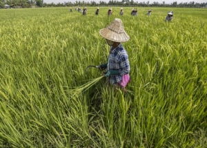 အာဖရိကသို့ ဆန်စပါးဈေးကွက်ရှာဖွေရန် ကိုယ်စားလှယ်အဖွဲ့ သွားရောက်မည်