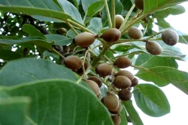 ဖန္ခါးသီး၏ အက်ဳိးေက်းဇူးမ်ား