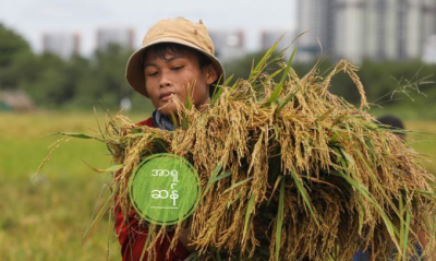 ဗီယက်နမ် ပို့ကုန်ဆန် ပြည်တွင်းဈေးနှုန်းများ စံချိန်တင် မြင့်တက်