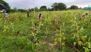 နေကြာစိုက်ခင်းများ စာကလေးအုပ်နှင့် ကြက်တူရွေးများ စားသောက်ခြင်းကြောင့် တောင်သူများ အရှုံးနှင့်ရင်ဆိုင်နေရ