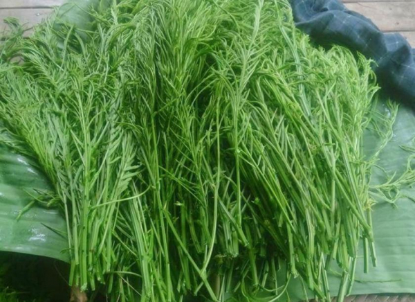 မင်းဘူး(စကု)မြို့နယ် ကျောက်တန်းကျေးရွာမှ တောင်သူများ ဆူးပုတ်ပင်များ စိုက်ပျိုးခြင်းဖြင့် ပုံမှန်ဝင်ငွေရရှိ