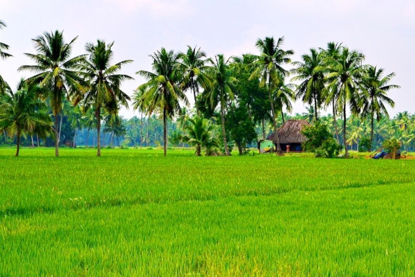 နယ္၌ စပါးေစ်းတက္ေနေသာ္လည္း ရန္ကုန္ေစ်းကြက္၌ ပုံမွန္အတိုင္းသာရိွေန