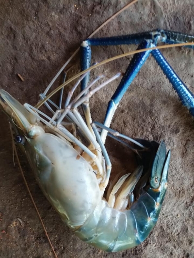 ရွာမှာ quarantine ဝင်ရတဲ့ သာထူစေးး ဘာတွေ ချက်စားဖြစ်သလဲ
