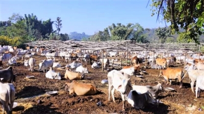 မူဆယ်မြို့၌ ပိတ်မိနေသည့် ကျွဲ၊ နွားများအား ပြည်တွင်းသို့ ပြန်လည်သယ်ဆောင်ခွင့်ပြု