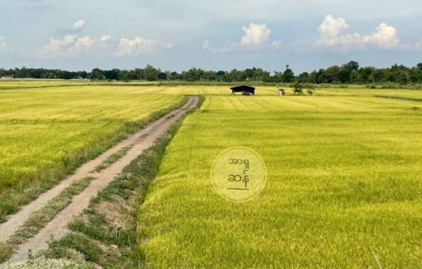 ထိုင်းဆန် တင်ပို့မှု ၁၀ ရာခိုင်နှုန်းကျော် လျော့ကျမည်ဟု ပြည်ပကုန်သွယ်ရေးဌာန ခန့်မှန်း