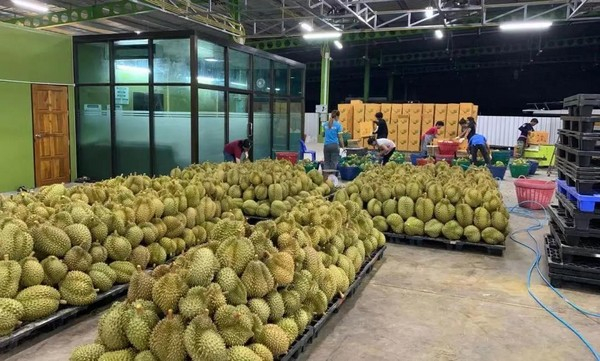 ယခုနှစ် ပထမငါးလအတွင်း တရုတ်နိုင်ငံသို့ ထိုင်း ဒူးရင်းသီး တန်ချိန် ငါးသိန်းခန့် တင်ပို့