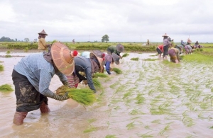 မုိးစပါးမ်ား စတင္စုိက္ပ်ဳိးျခင္း