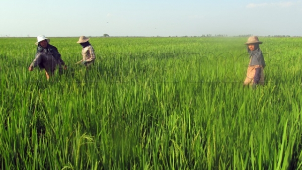 ၂၀၂၀ပြည့်နှစ်အတွင်း မိုးစပါးဧကပေါင်း ၁၅ဒသမ၁၄ သန်းစိုက်ပျိုးရန်လျာထား