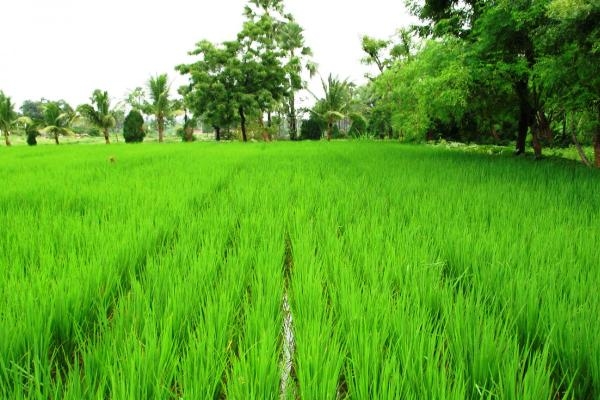 ယခုႏွစ္ျပည္ပသို႔ ျမန္မာ့ဆန္တင္ပို႔မႈ တန္ခ်ိန္ ၂ ဒသမ ၈ သန္း ရွိမည္ဟု အေမရိကန္ စိုက္ပ်ဳိးေရးဌာန ခန္႔မွန္း