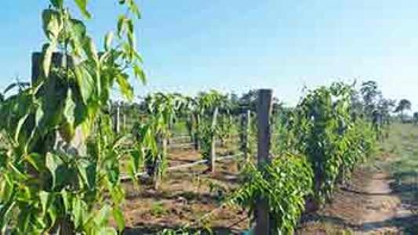 ၾကယ္ပဲထုတ္ကုန္နမူနာမ်ားကို ဥေရာပႏိုင္ငံမ်ားသုိ႔ေပးပို႔