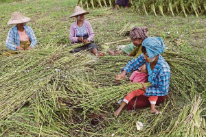 မြေသြဇာ အဆမတန်ဈေးတက်လာသဖြင့် အခက်အခဲဖြစ်နေသော တောင်သူများ